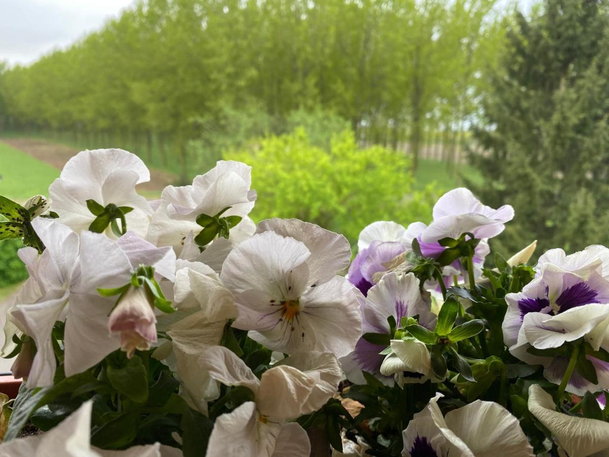 B&B Happiness In The Country Brescello Eksteriør bilde